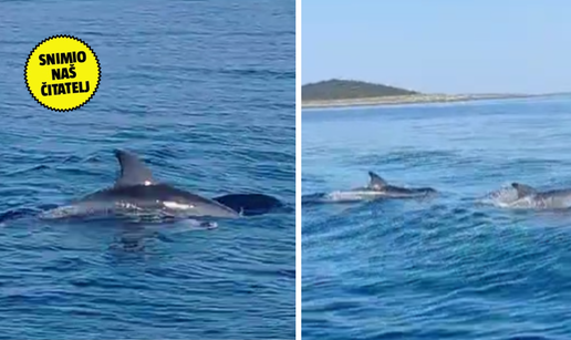 VIDEO Predivna igra dupina na Jadranu: 'Slijedili su naš brod i zabavljali naše turiste...'