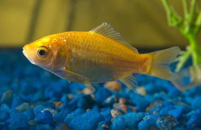 Zaštitite zlatne ribice od buke i jakog osvjetljenja