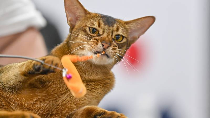 Evropski parlament je podprl obvezno mikročipiranje mačk, s ciljem izboljšanja zaščite hišnih ljubljenčkov in zmanjšanja njihovega zapuščanja