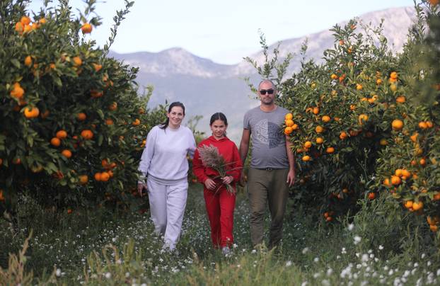 Berba agruma u Opuzenu