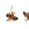 To je katastrofa: Pesticide koji truju pčele švercaju kroz svih 11 graničnih prelaza s BiH i Srbijom