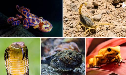 FOTO Ovo su najotrovnije &zcaron;ivotinje na svijetu: Australci, nije vama nimalo lako dolje...