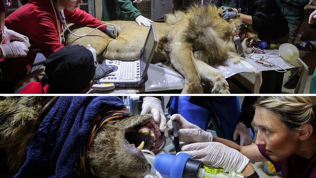 FOTO Ovo su lav i medo. Držali su ih u kavezima u restoranima na Kosovu i Albaniji. Spašeni su