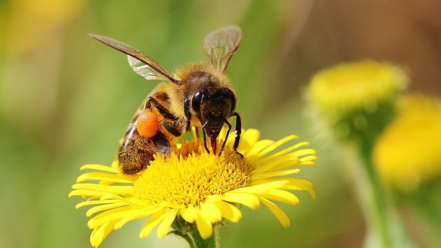 Stop bolovima u želucu! Pomoć za razne želučane tegobe na bazi pčelinjih produkata