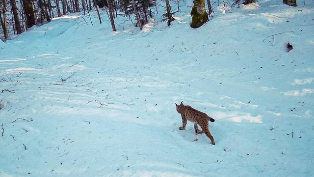 Na Plitvicama snimili risa: 'To je najrjeđa vrsta koja tu obitava'