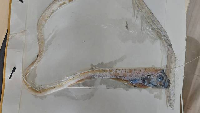 FOTO U Jadranu pronašli rijetku ribu: 'Duga je 8 metara, a nema tog alata s kojim je lako uloviti'