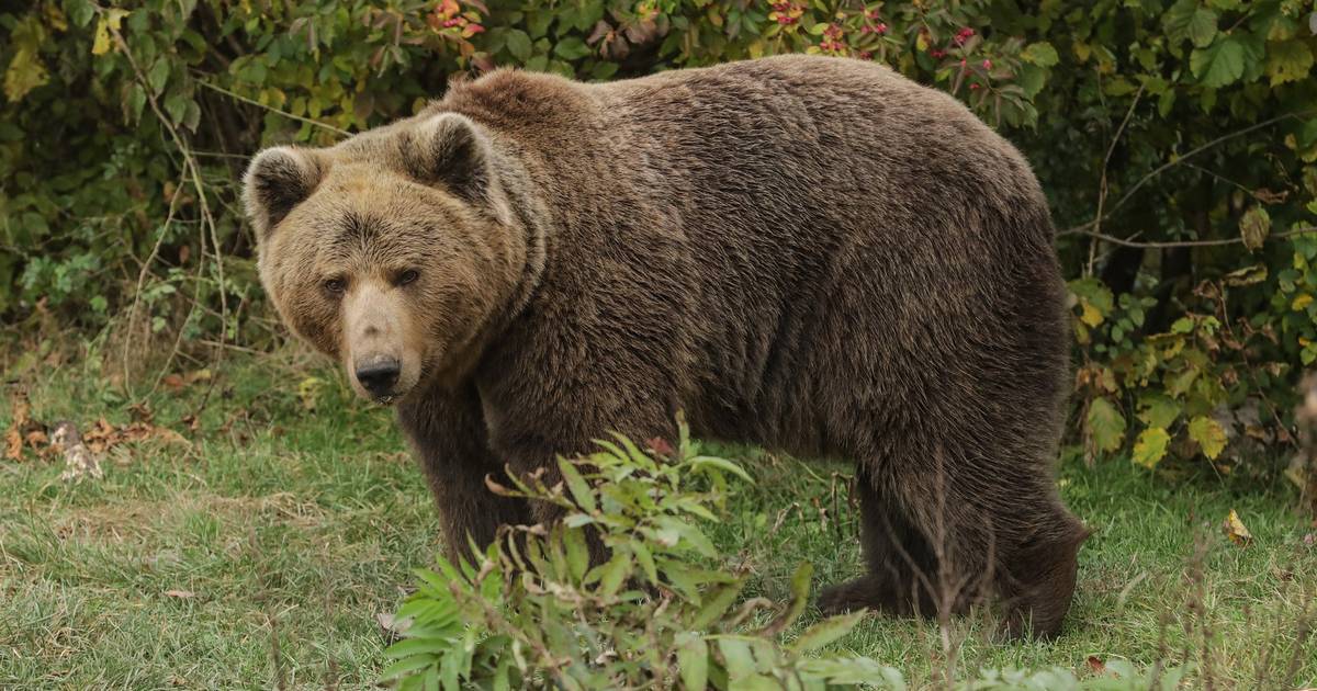 Žene pitali ‘bi li radije zaglavile u šumi s medvjedom ili nekim muškarcem?’ Odgovor šokira Žene pitali ‘bi li radije zaglavile u šumi s medvjedom ili nekim muškarcem?’ Odgovor šokira