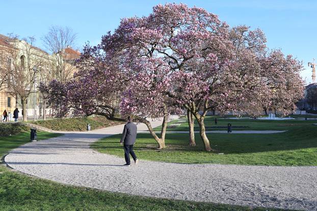 Zagreb: Magnolija na Trgu kralja Tomislava bojama ispunila sunčano jutro