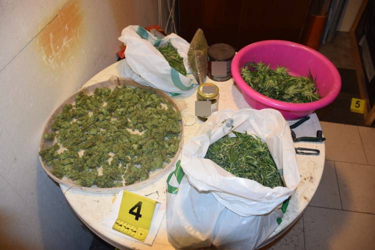 U kućnom laboratoriju uzgajali marihuanu: Policija pronašla 49 stabljika, digitalne vage i novac