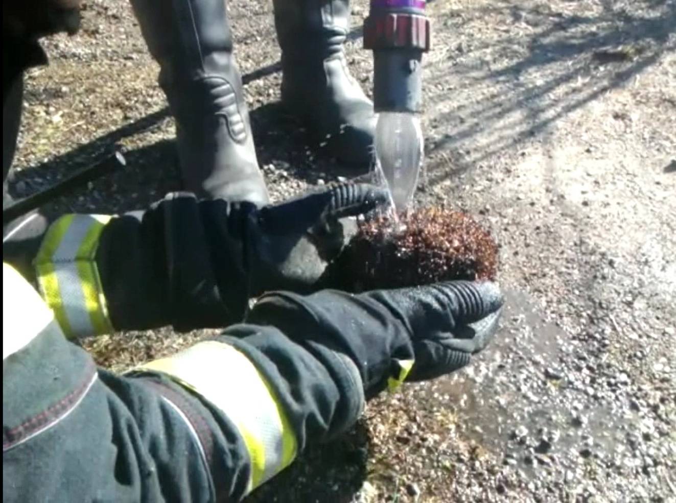 Bodlje mu bile spaljene: Spasili  ježa koji nije uspio pobjeći vatri