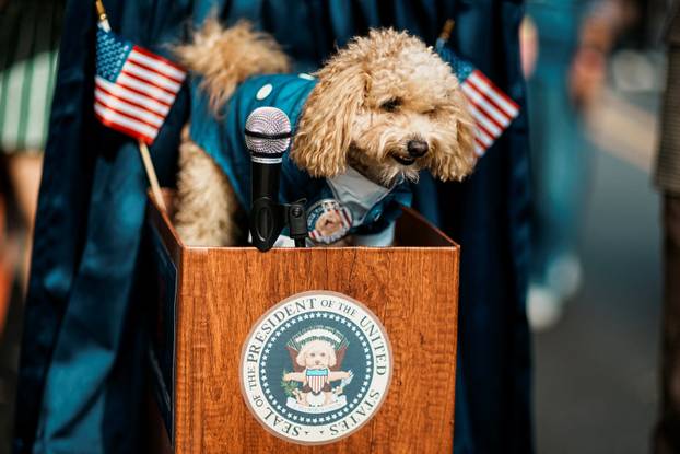 Tompkins Square Halloween Dog Parade in New York