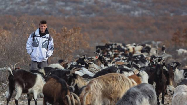 Sinj:  Mario Mioč sa svojim stadom od 300 koza