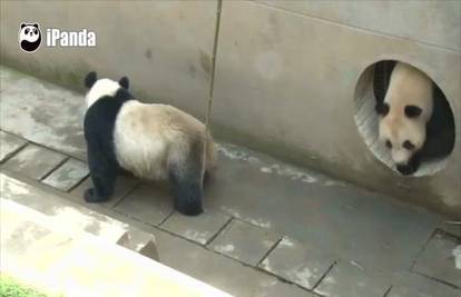 Mačo panda oborila rekord u prirodnom parenju za duplo