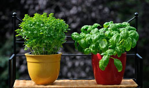 Posadite svoje začine u kuhinji pa uživajte u svježim aromama