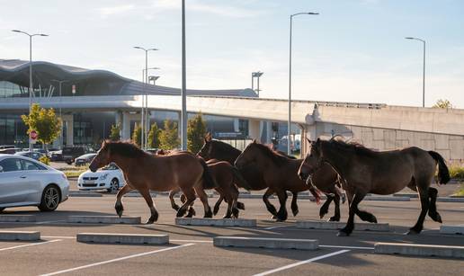 VIDEO Iznenađenje kod zračne luke u V. Gorici: 'Nasred ceste - konji. I njima se putuje, izgleda'