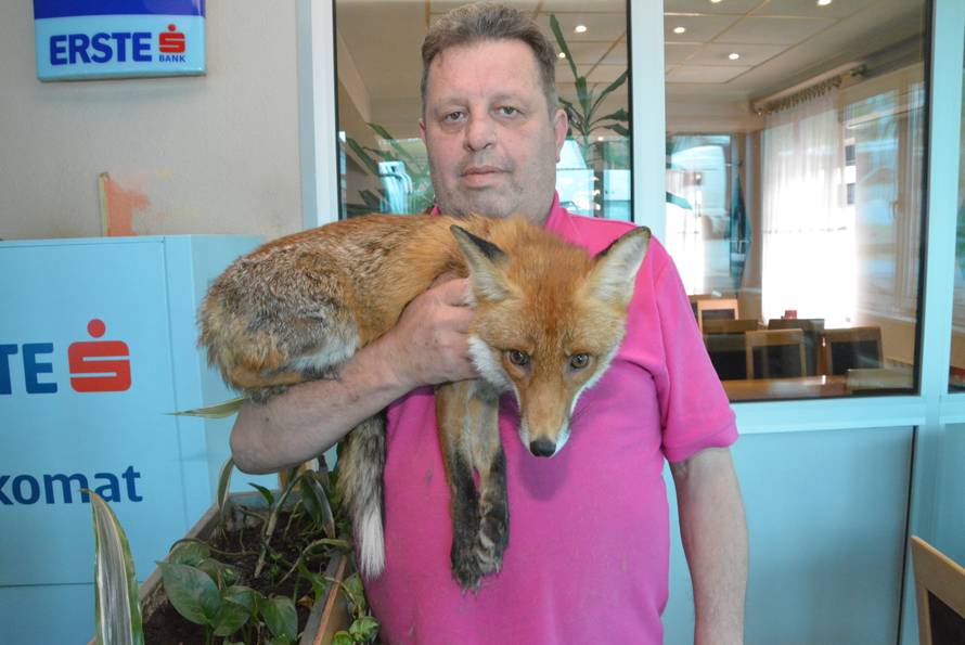 Macola  je udomio mladunče: Svaki dan kuham svom liscu