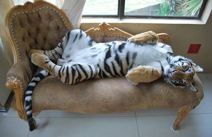 Umiljata maca od 170 kg: Enzo spava s vlasnicima u krevetu