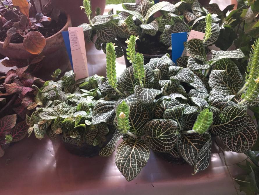 Rasprodaja u Botaničkom vrtu: Mesožderke su već od 30 kuna