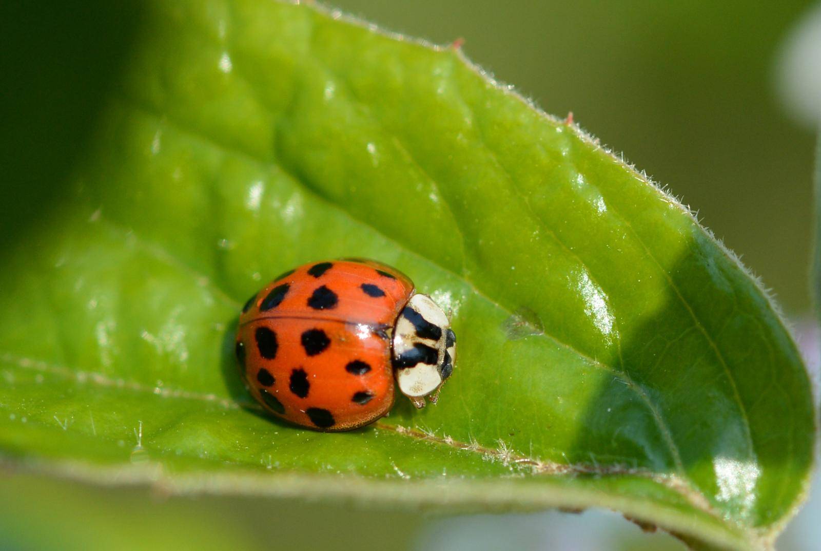 Harlequin ladybird