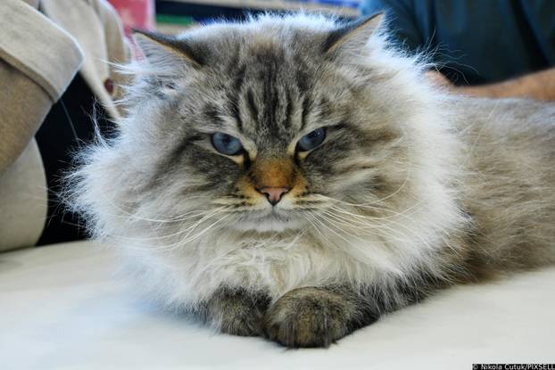 Otvorena revijalna izložba mačaka u Sisku 