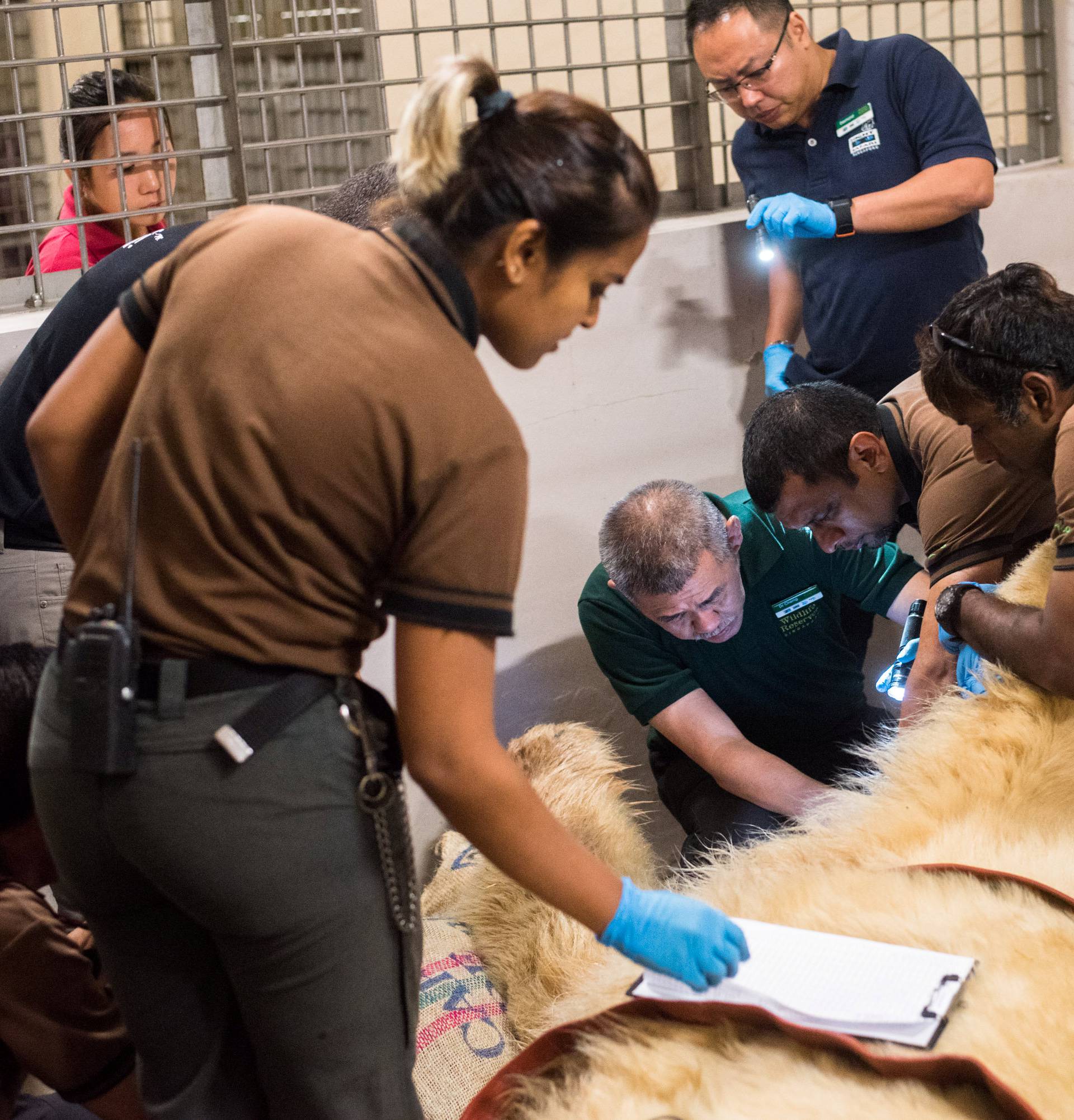 Inuka, Singapore's first born and bred polar bear undergoes a final check up at the Singapore zoo