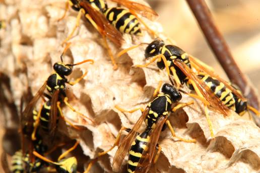 Imate ose na terasi? Evo kako ih se riješiti brzo i učinkovito
