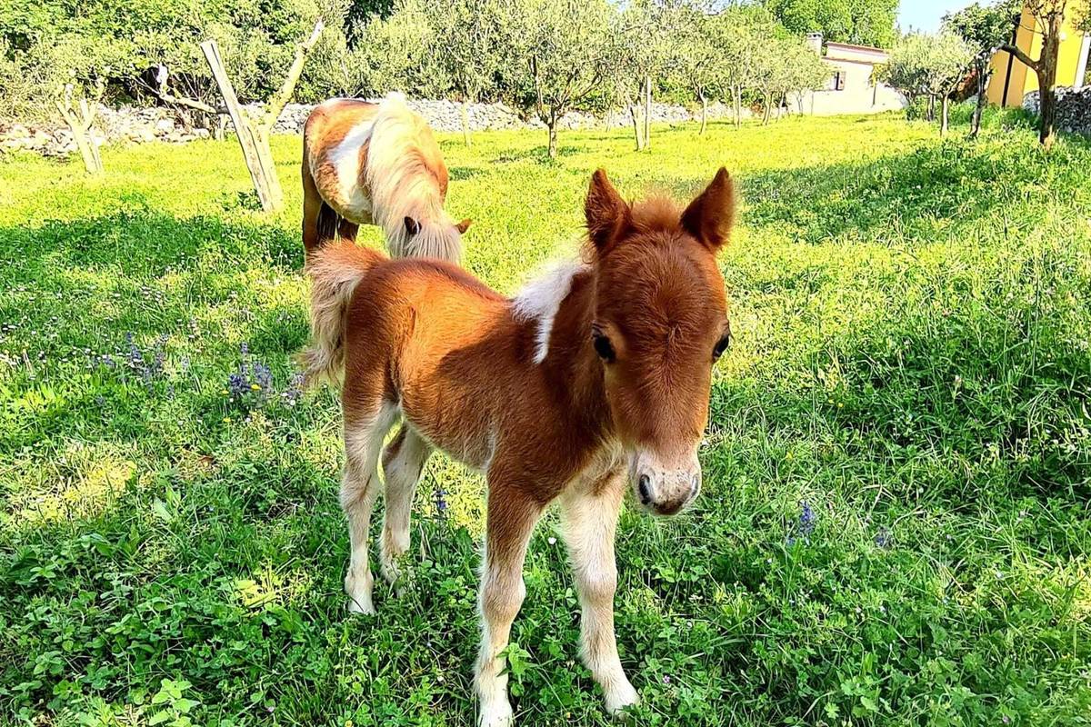 Beba poni u Istri čeka ime: Star je desetak dana i presladak je