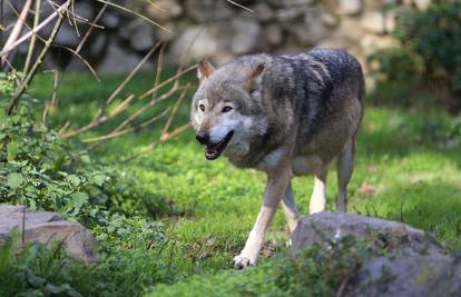 Vučica je pobjegla iz Zoološkog vrta u Osijeku: I dalje ju traže