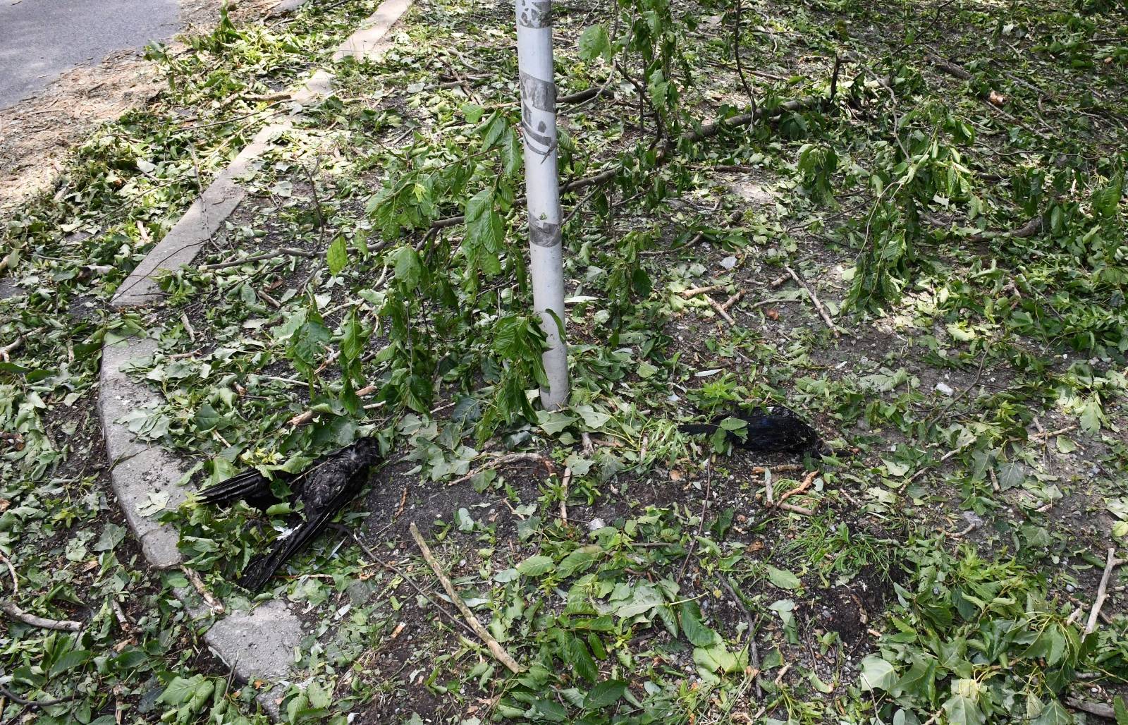 U jučerašnjem snažnom nevremenu stradale su i brojne ptice u parku Zvečevo pokraj Orljave.