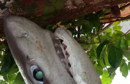 Ali nije jestiv: Crnogorski ribar ulovio morskog psa od 3 metra