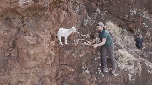 VIDEO Jare zapelo na opasnoj litici, planinari ga nisu htjeli ostaviti: Mamili ga jabukama