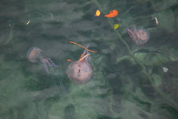 Duborvnik:  S jugom i ciklonalnim vremenom uz nanose smeća stigla je  i najezda meduza