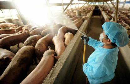 Nijemica (59) na Tajlandu je umrla od svinjske gripe? 