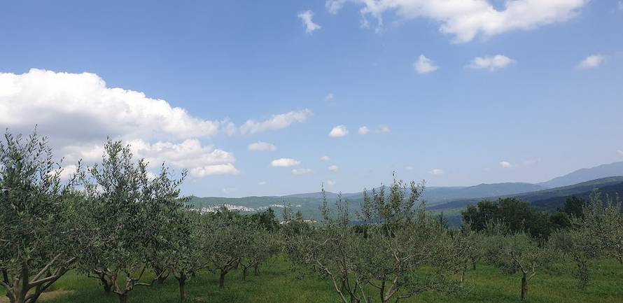 Tri generacije, jedna misija: Pavletić Cunj – obiteljska priča koja miriše na masline