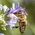 Pomor pčela u Međimurju: 'Prizor je strašan, možete ih lopatama skupljati koliko ih je'