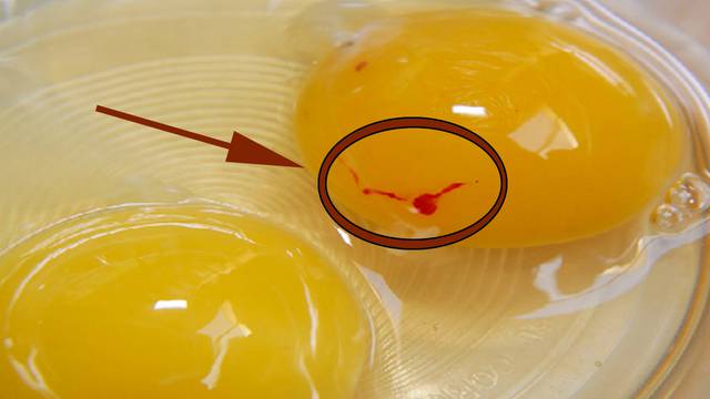 Znate li zašto žumanjak jajeta ponekad ima krvavu točku?