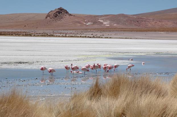 Flamingos in Atacama desert Chile Bolivia laguna