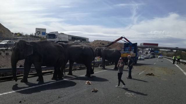 Person reacts next to elephants, after circus truck that was transporting them crashed, in Pozo Canada