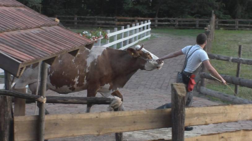 Farmere čeka kazna? Pobjegle su im ovce, odletjeli im purani