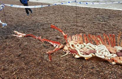 Riješili su misterij? Čudovište iz Loch Nessa nađeno 'mrtvo'