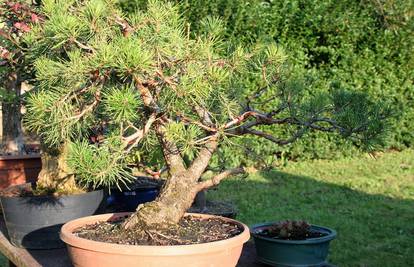 Jedini u Europi uzgajaju mini bonsai drvca od domaćih vrsta