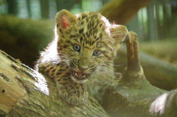 Mladunac leoparda u Zoo vrtu
