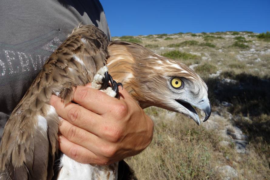 Orao s GPS-om: Paško je u 20 dana preletio 7500 kilometara