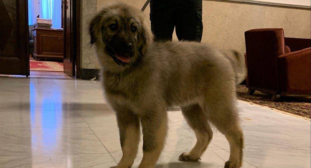 Srbi Putinu daruju štene: Ovo je Paša i imat će 60 kilograma