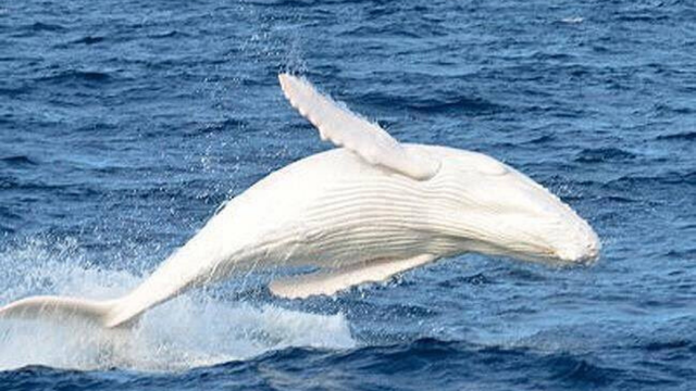 Iznenađeni Australci: Vjeruju da im se vratio omiljeni bijeli kit...