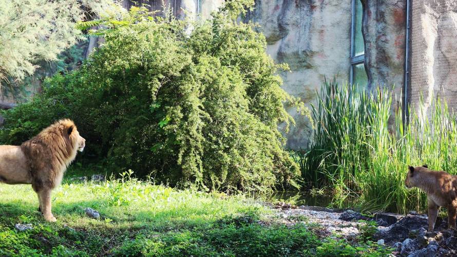TUGA Lav ubio lavicu u ZOO vrtu u Zagrebu! Stigli su nedavno