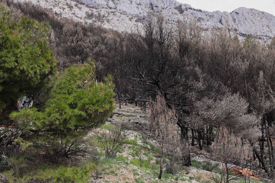 24SATA Omiš: Borna Budić, Ponos Hrvatske