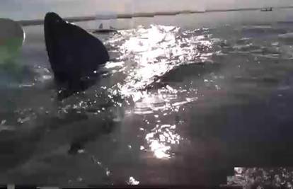Bliski susreti morske vrste! Kajakaše kit podigao u zrak
