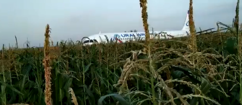 Avion udario u jato galebova i sletio u polje: 'Pilot je heroj!'