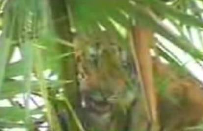 Indija: Ljutiti seljani napali skotnu tigricu u selu
